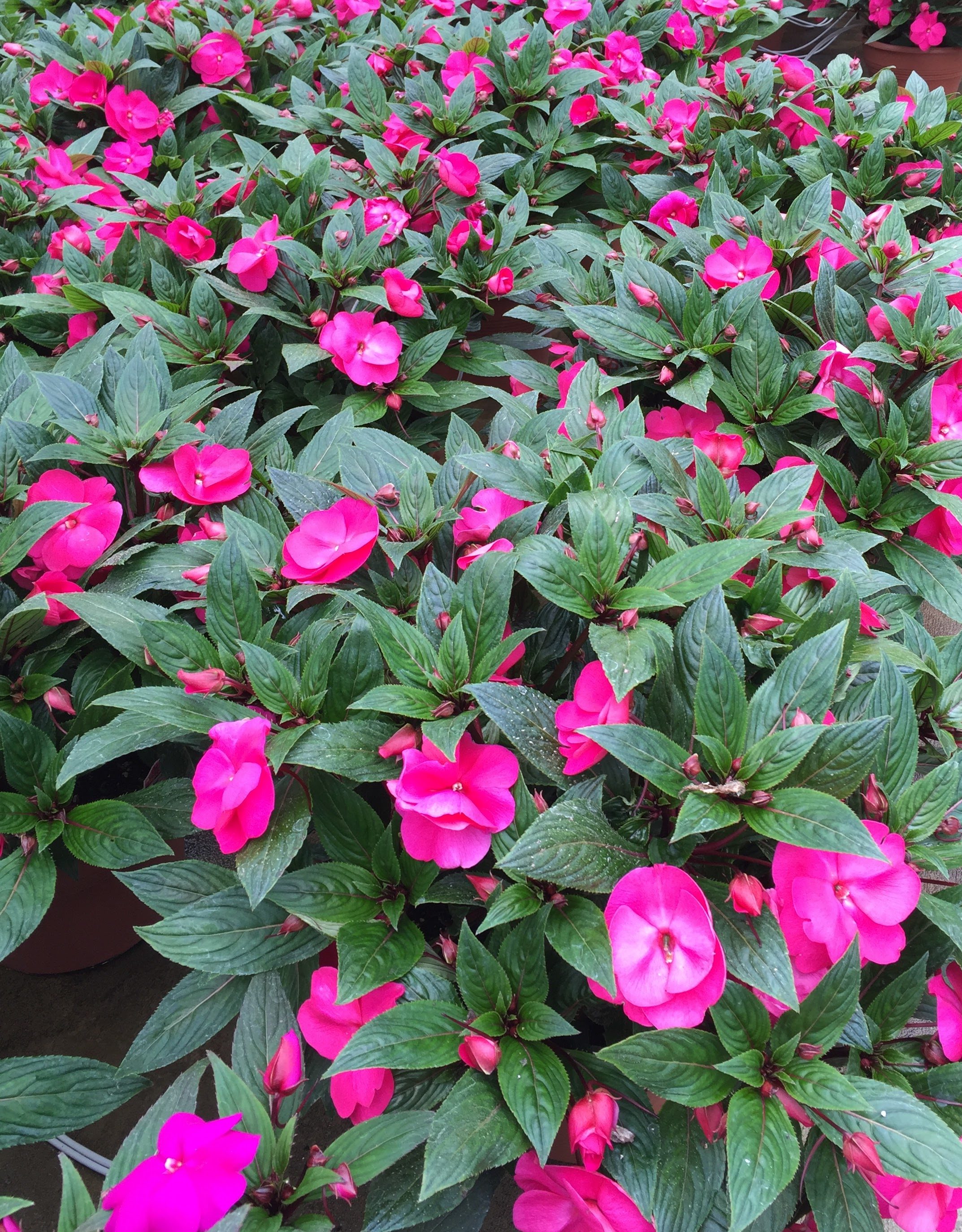 New Guinea Impatiens