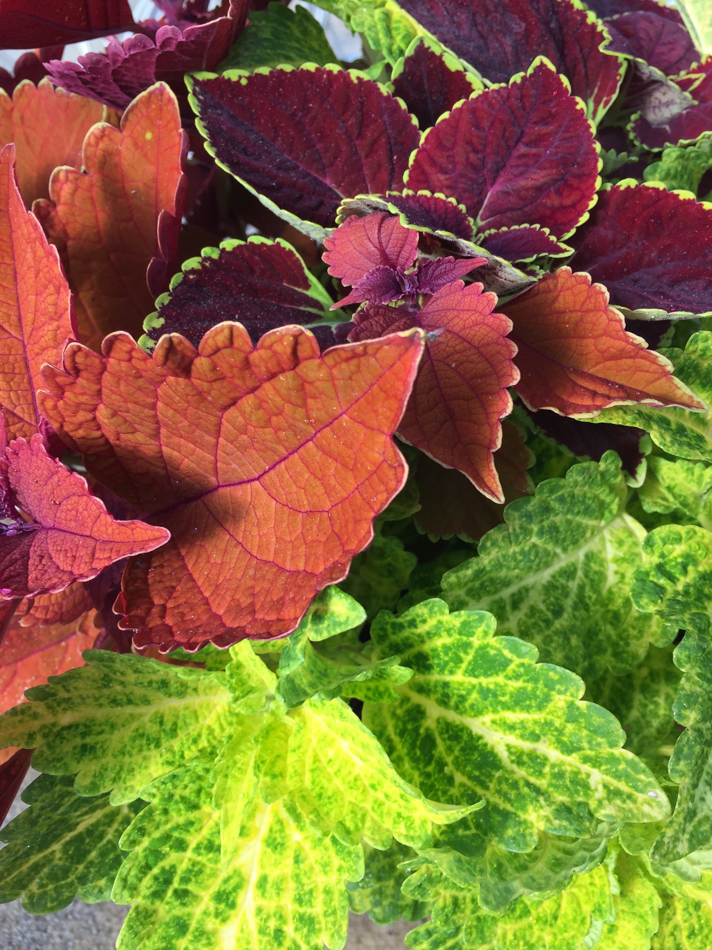 Coleus