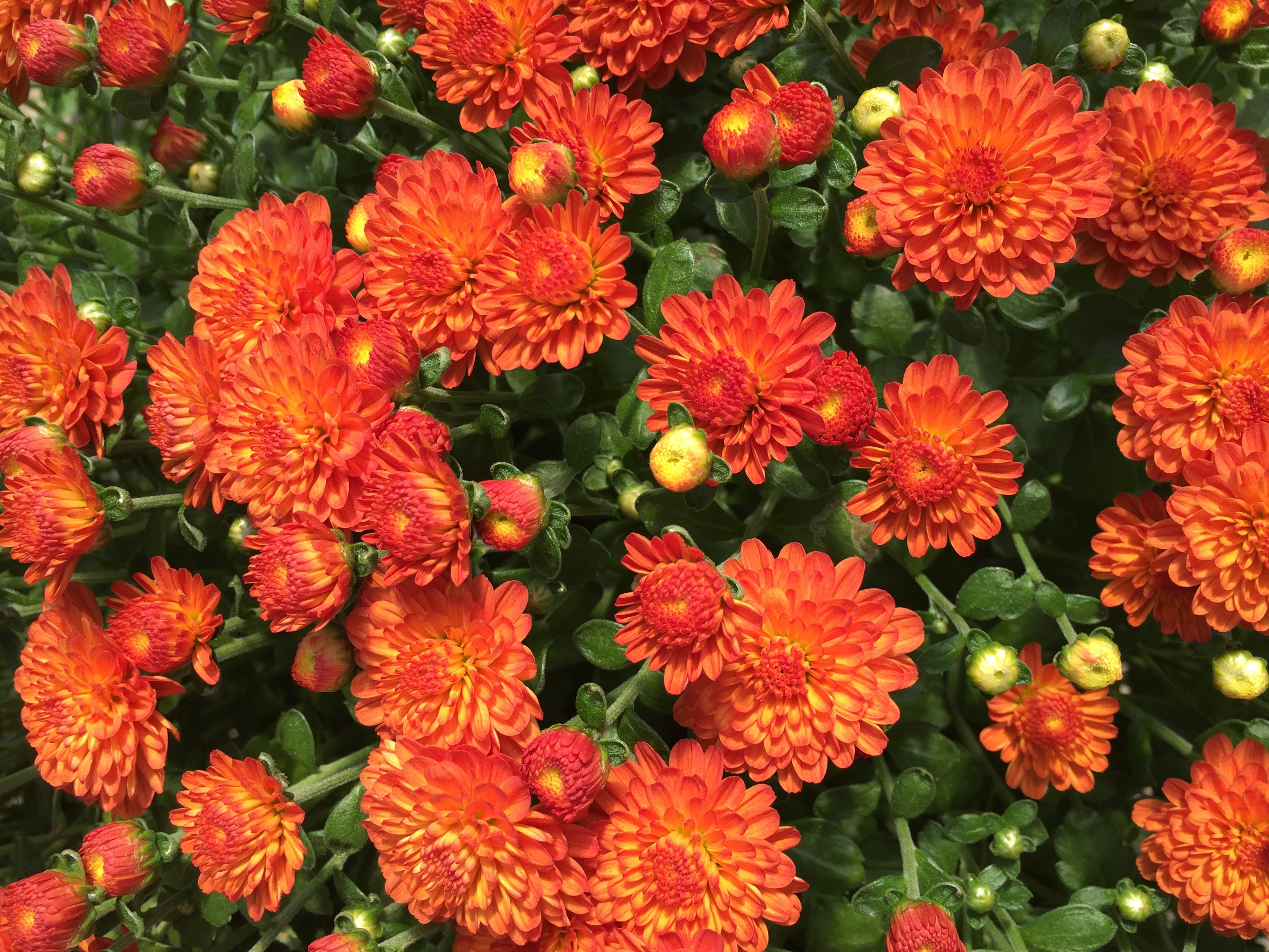 Fall Mums