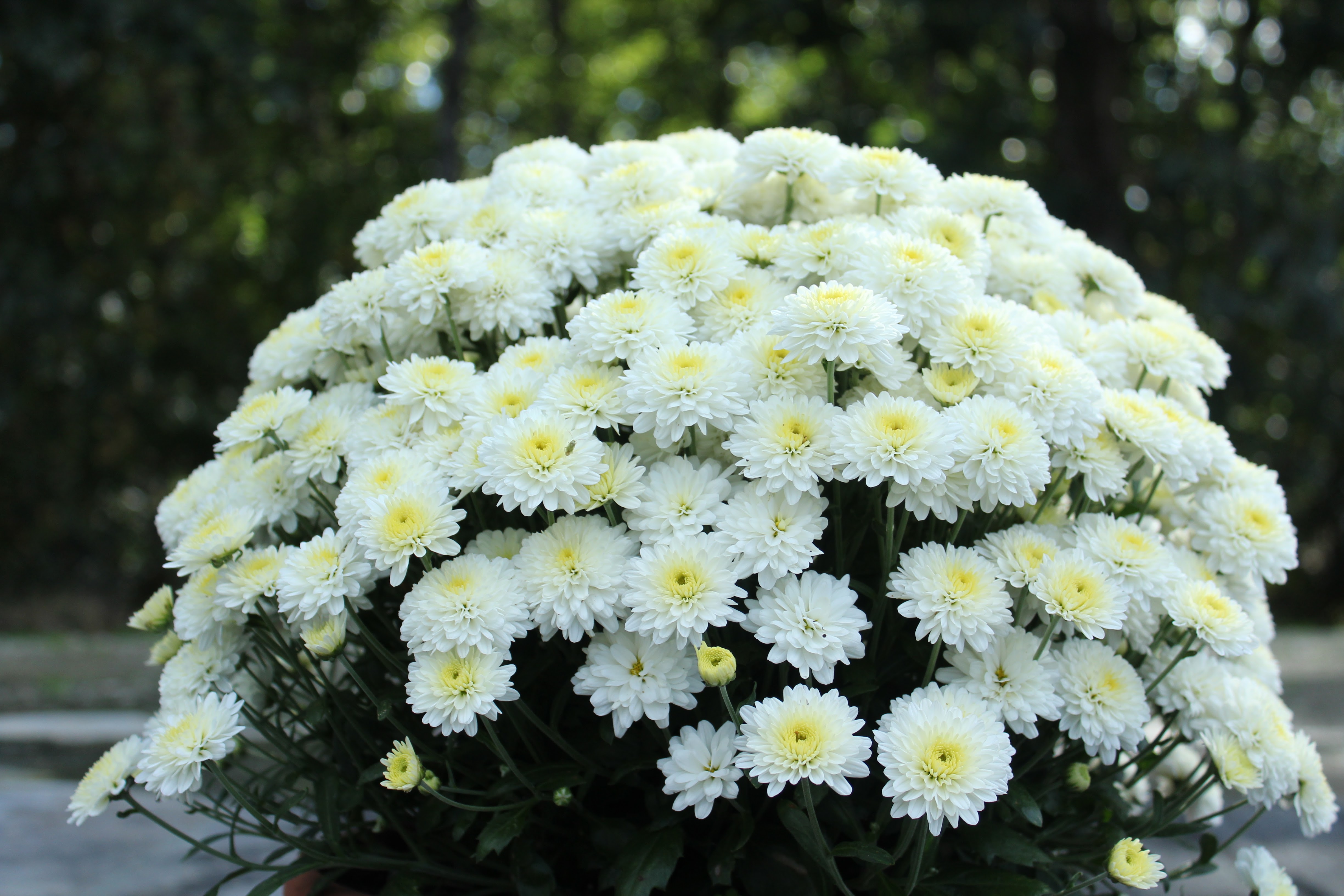 Fall Mums