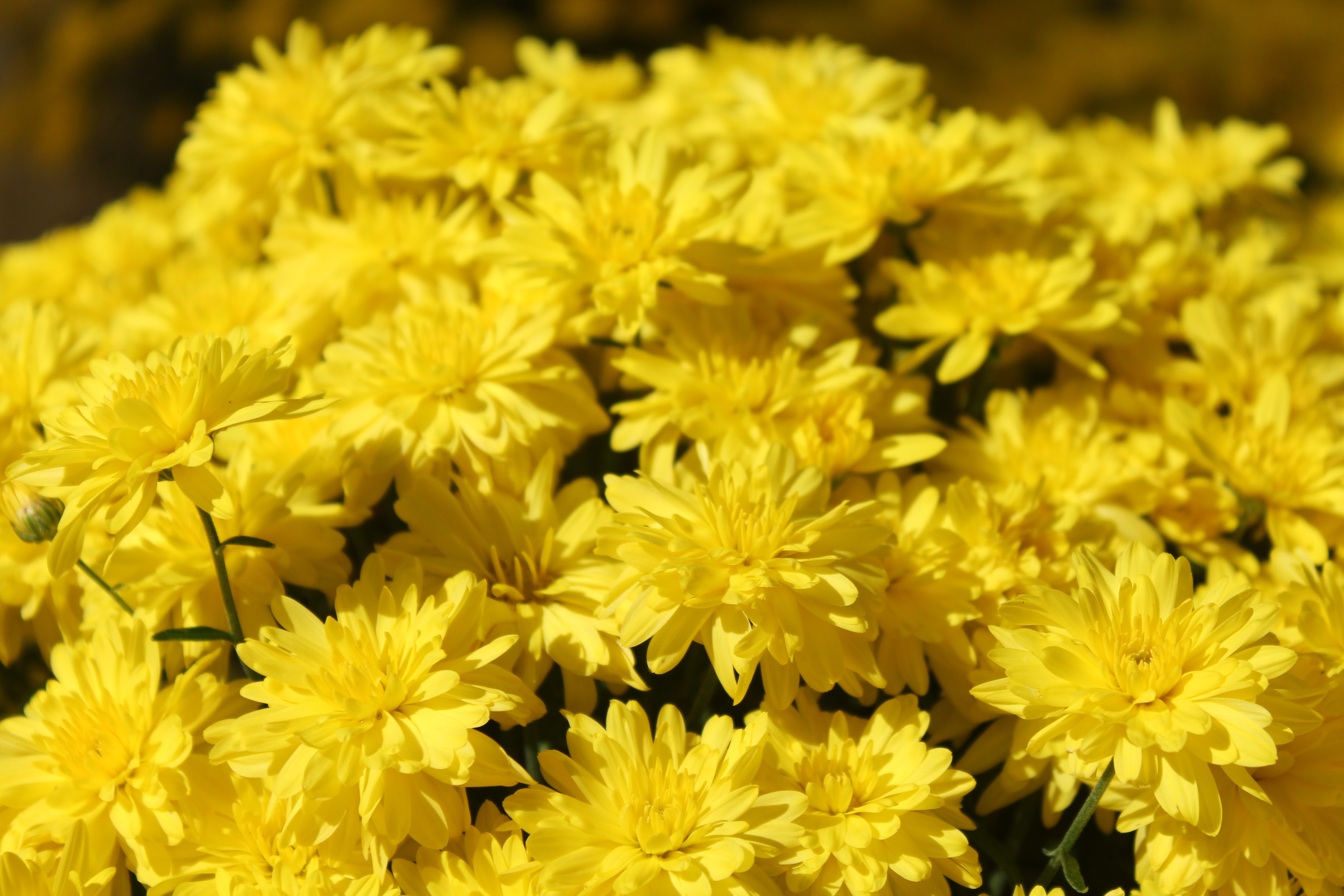 Fall Mums