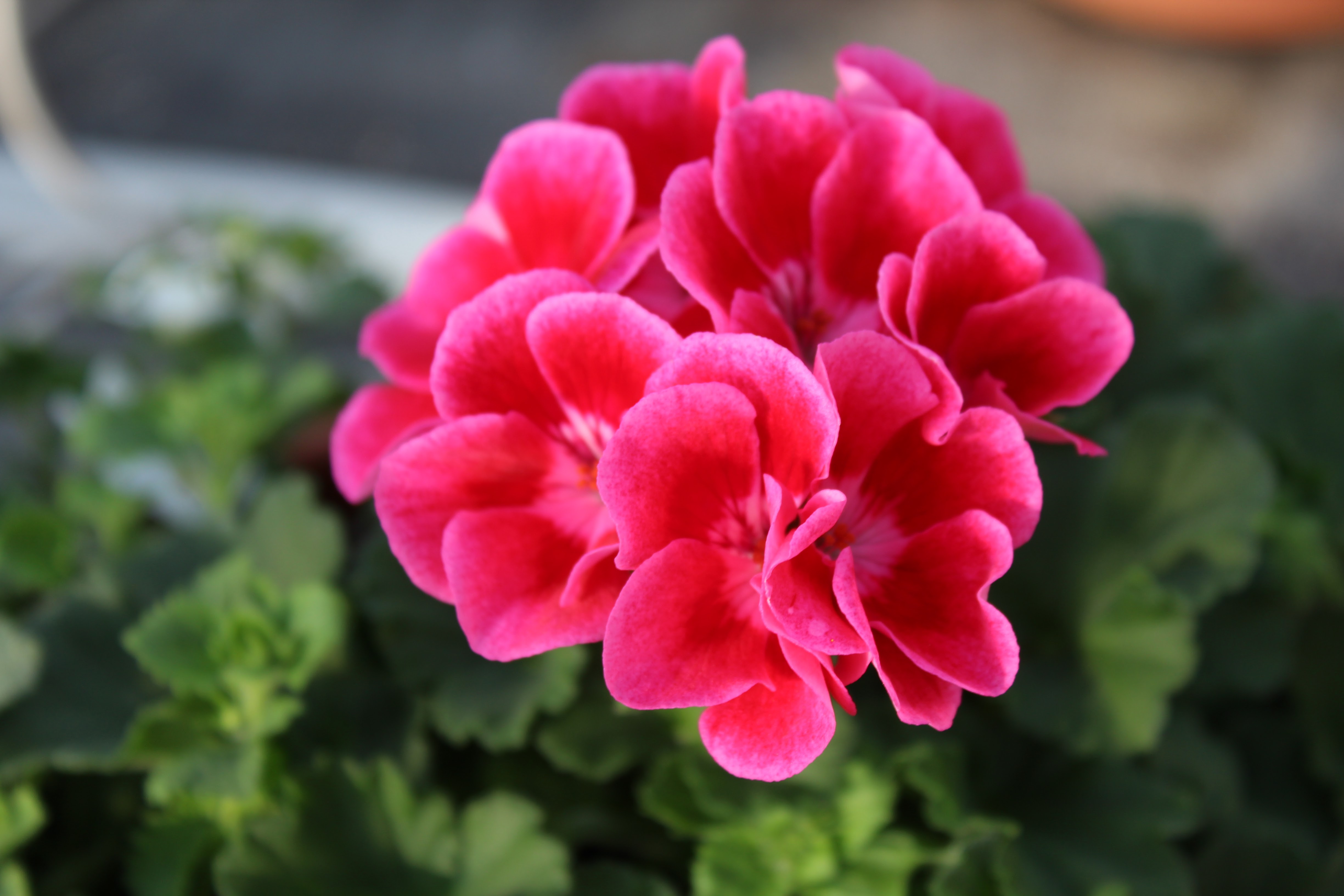 Geraniums