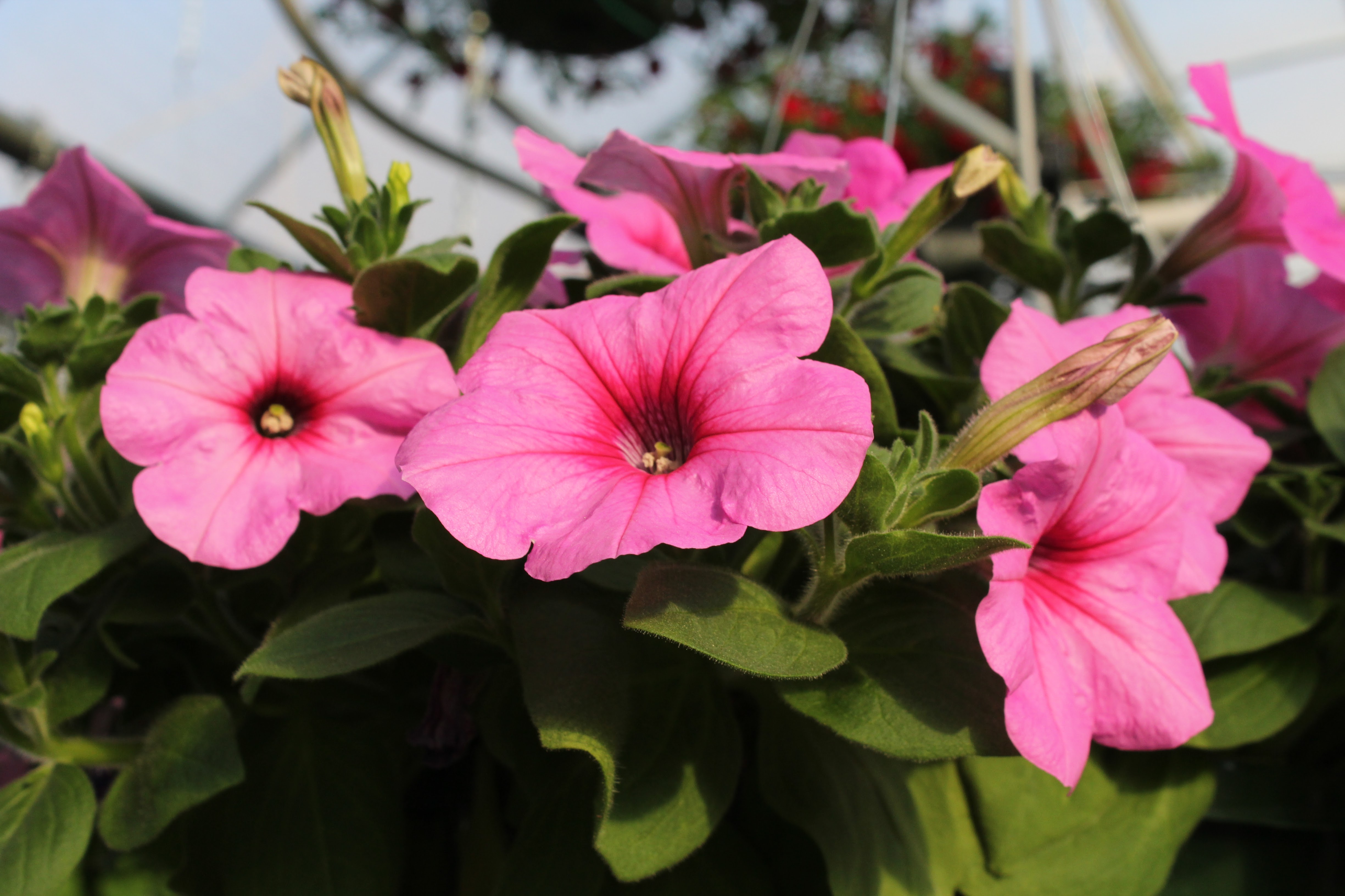 Geraniums