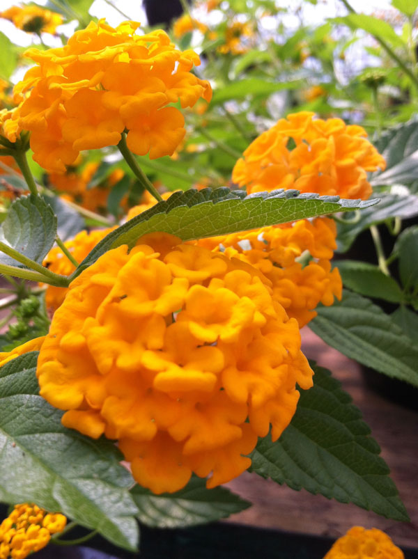 Lantana