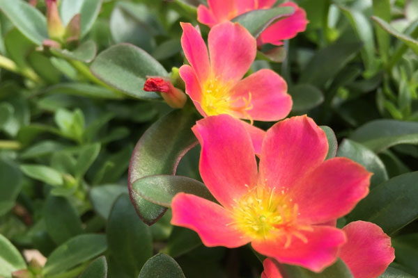 Portulaca